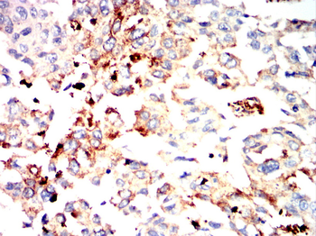 CD63 Antibody