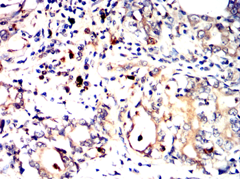 CD63 Antibody