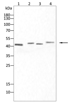 TSG101 Antibody