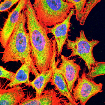 GRIN1 Antibody