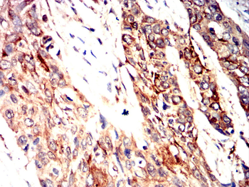 GRIN1 Antibody
