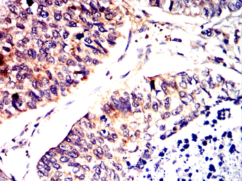 GRIN1 Antibody