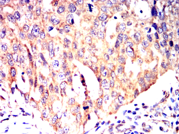 PPIB Antibody