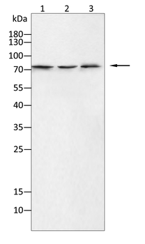 TFRC Antibody