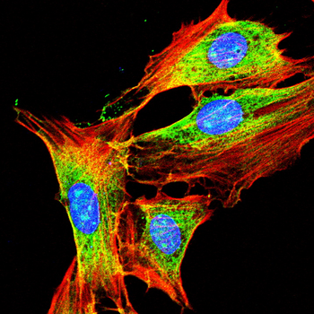 CXCL10 Antibody