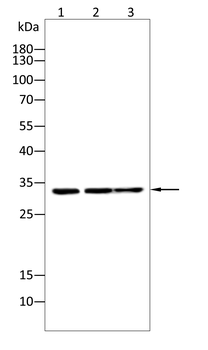 CDK5 Antibody