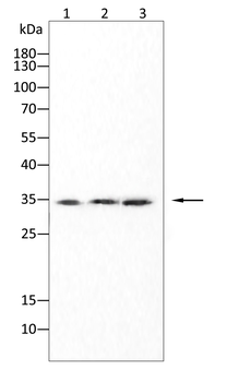 CDK5 Antibody