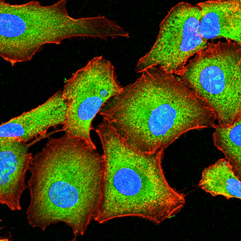 CDK5 Antibody