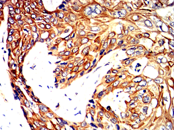 CDK5 Antibody