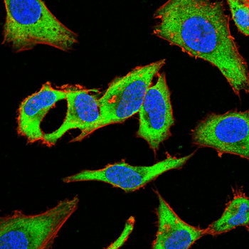 ANXA5 Antibody