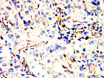 ANXA5 Antibody