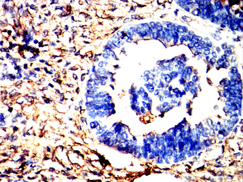 ANXA5 Antibody