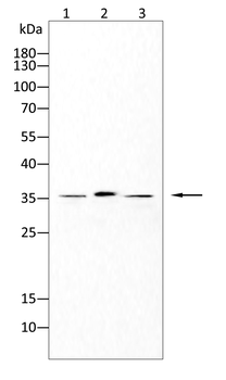 ANXA5 Antibody