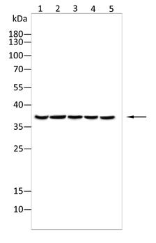 ANXA5 Antibody