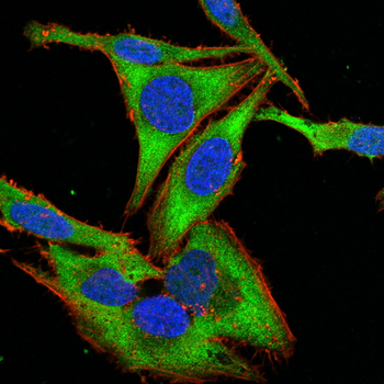 MME Antibody