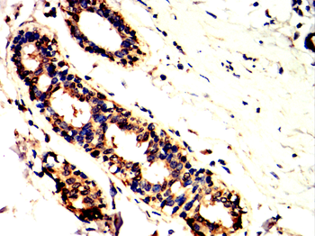 MME Antibody