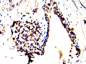 MME Antibody