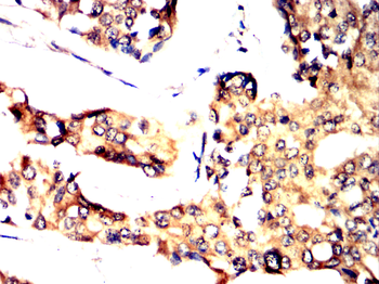 ANPEP Antibody