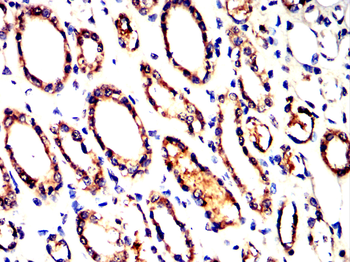 ANPEP Antibody