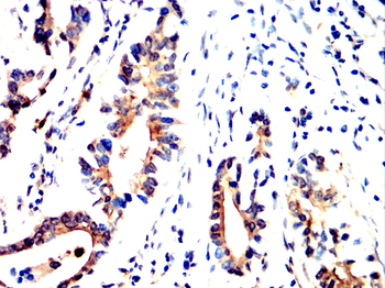 ANPEP Antibody
