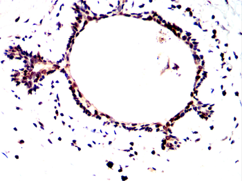 HNF4A Antibody