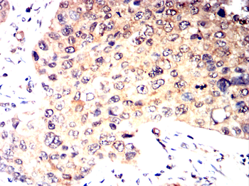 HNF4A Antibody