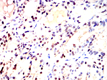 HNF4A Antibody