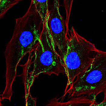 S1PR1 Antibody