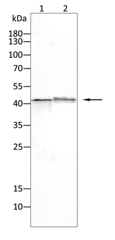 S1PR1 Antibody
