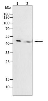 KRT17 Antibody