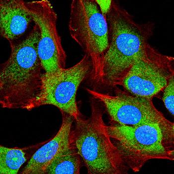 CD40LG Antibody