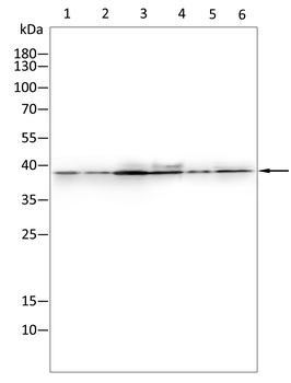 CD40LG Antibody