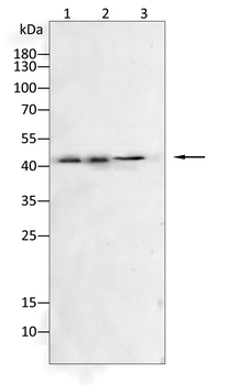 FBXO32 Antibody