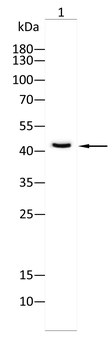 FBXO32 Antibody