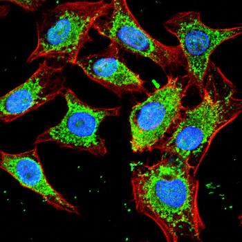 FBXO32 Antibody