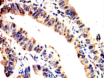 FBXO32 Antibody