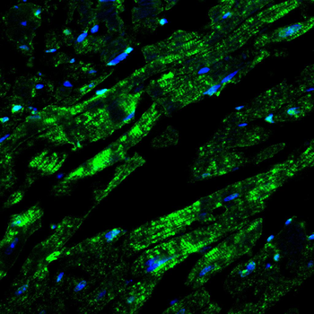 FBXO32 Antibody