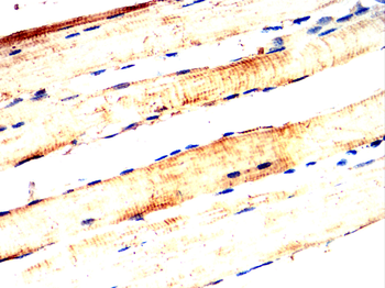 FBXO32 Antibody