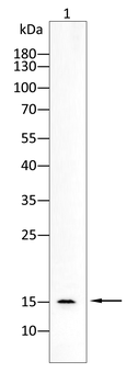 LGALS1 Antibody