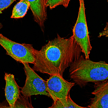 KRT20 Antibody