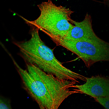 TIA1 Antibody