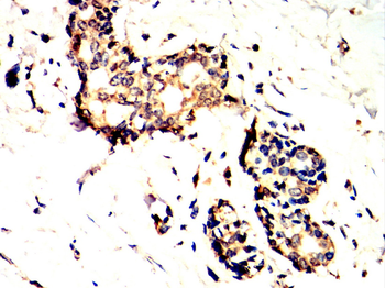 TIA1 Antibody