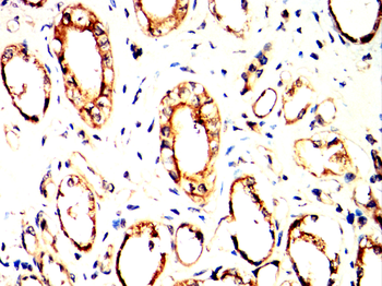 TIA1 Antibody