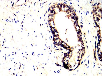 TIA1 Antibody