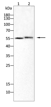 TIA1 Antibody