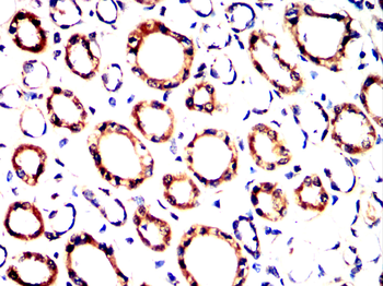 ARG1 Antibody