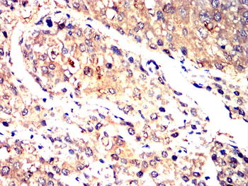 ARG1 Antibody