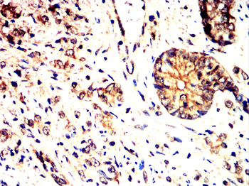 ARG1 Antibody
