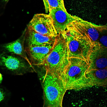 STAT3 Antibody