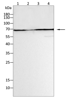 STAT3 Antibody